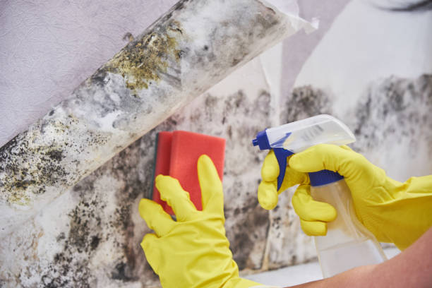 Best Residential Mold Inspection & Testing in Farmington, MN